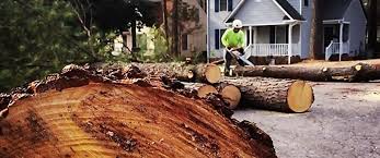 How Our Tree Care Process Works  in  Chester, CA