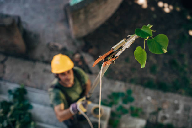 Best Seasonal Cleanup (Spring/Fall)  in Chester, CA